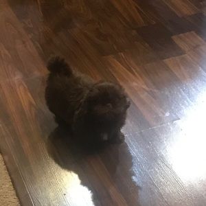 Meet your Posher, Abby